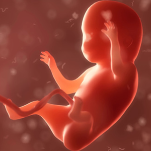 Photo Jean luc DESHAYES Echographiste